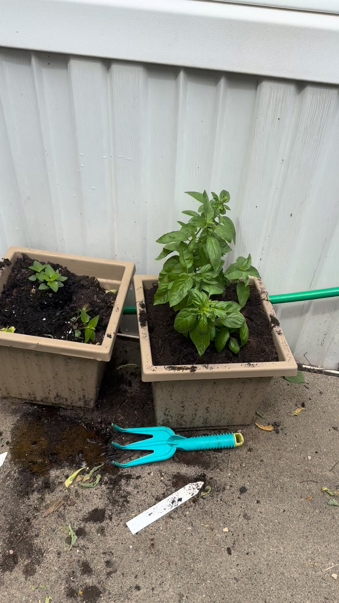 Garden 🪴 one coming together. Lots of growth!