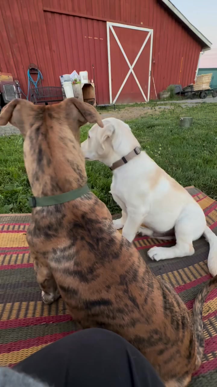 Farm life. The puppy’s were extra entertaining for the goats