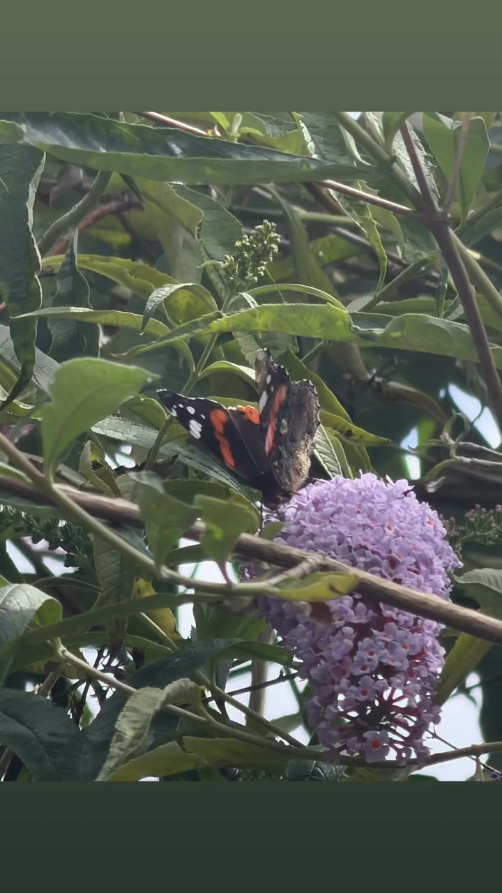 Beautiful Butterflies becoming more of a rarity to see now