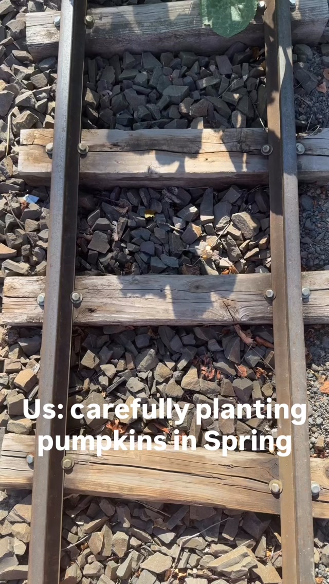 May the odds be ever in our garden’s favor…
Anyone else have volunteer plants that outperform everything you actually planted? Nope, just us? 🤦🏻♀️💁🏻♀️
#TennesseeThunder #PumpkinPatch #IVolunteerAsTribute #VolunteerPumpkins #LebanonOregon