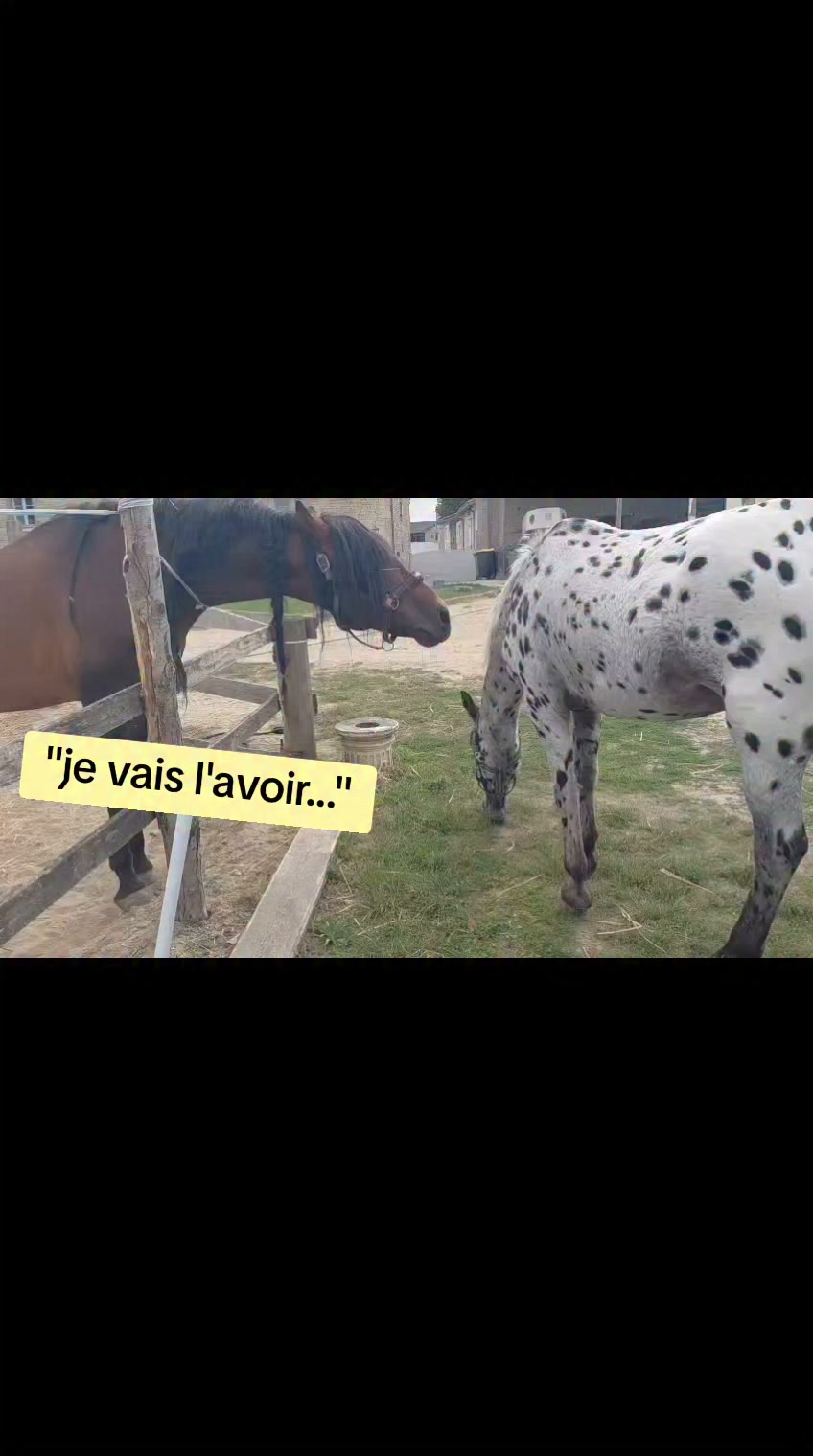 Roger's Perrin .. Zagal ne mord pas... il ne fait jamais ça... peut être que OTTAWA l'a provoqué...
Peut être qu'il l'a mis en tempête émotionnelle ...
🤣🤣🤣
LES CRINS DE DERCE poney club