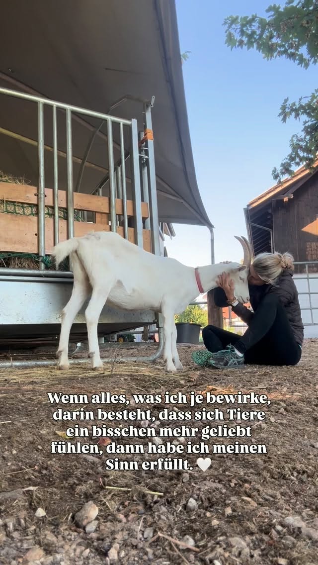 Jedes Tier bringt seine eigene Geschichte mit. Und jedes verdient die Chance, endlich gesehen zu werden. ♥️
#lebenshofsinulay #Lebenshof #tierschutz #tierliebe #jedeslebenzählt