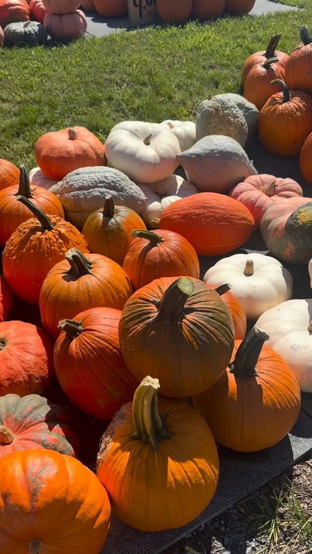 Who else is ready for the seasons to change?
I recently took a trip up to PA and there were pumpkins and mums galore reminding me that the most color driven textural season is almost upon us.
Whatโs your favorite part of Autumn?
๐ ๐๐๐๐๐๐๐๐๐๐๐๐
#designsbydarenda #autumn #pumpkins #freshflowers