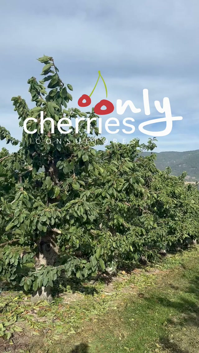 🇨🇦 Una semana de trabajo, aprendizaje y experiencias compartidas junto a productores de Creston y Kelowna, Canadá. 🌱🍒
Nuevos desafíos, distintas realidades y una misma pasión por el cultivo del cerezo. 🌎
#Cerezo #Cerezas #CerezasChilenas #CerezaChilena #Cherry
