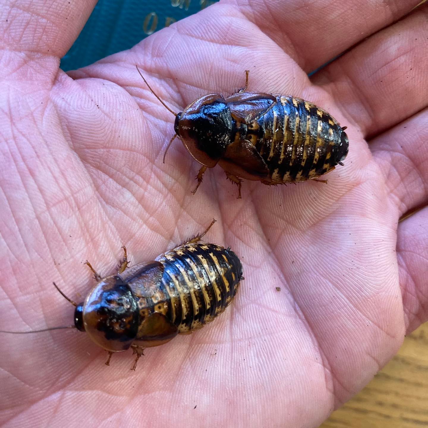Dubia Cockroaches (Blaptica dubia) are a South American species of cockroach.
Although they're rarely known to fly, adult male dubia cockroaches have fully developed wings and the capability for sustained flight!
#cockroach #cockroaches #cockroachesofinstagram #dubia #dubiaroaches #dubiaroach #dubiacockroach #invertebrates #invertebratesofinstagram #inverts #invertsofinstagram #bugs #bugsofinstagram #nature #naturephotography #naturalhistory #naturalhistorymuseum #naturalhistorycollection #animaleducation #wow #nowyouknow #interestingfacts #interesting #facts #didyouknow