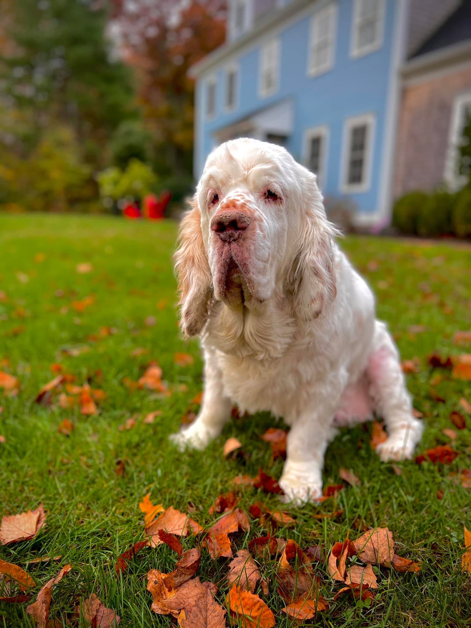 WIshing this big guy a happy birthday today! My sweet Casper!❤️❤️❤️