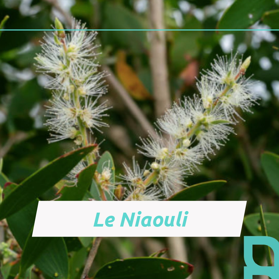 Pourquoi cica-concentré se révèle-t-il aussi efficaces contre les boutons d'acné ?
C'est grâce à l'huile essentielle de Niaouli qu'il contient. Avec ses propriétés anti-bactérienne et régénérante cutanée, elle va permettre de traiter en profondeur le bouton et de réparer plus rapidement la peau.
Vous n'êtes pas encore convaincu ? Et si vous l'essayez ! https://www.ianthis.com
#peauxsensibes #ianthislab #huilesessentielles #santédelapeau #cicaconcentre #acneskincare #acne #acné #vegan