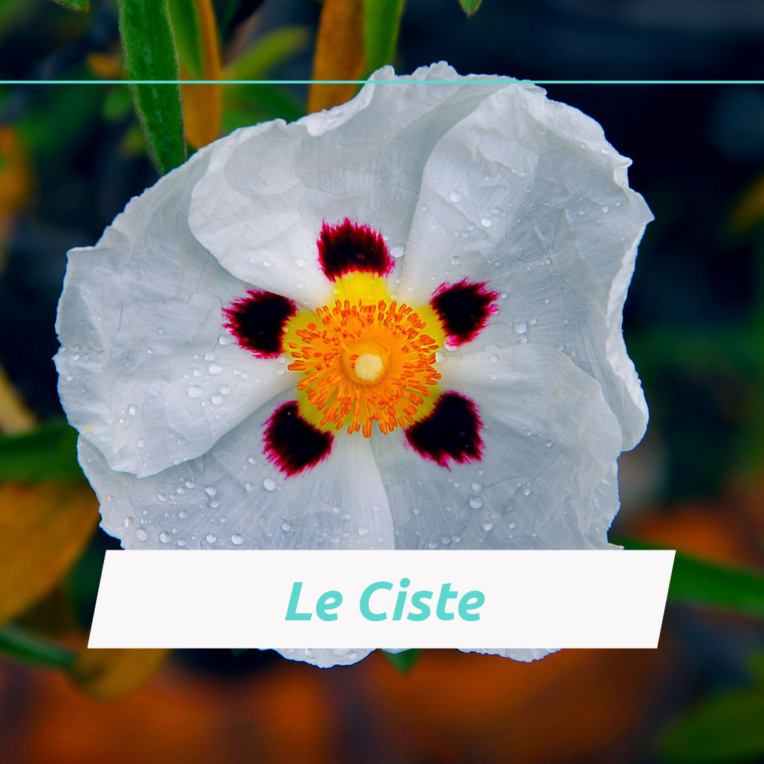 Une jolie fleur blanche...et des propriétés incontournables pour la cicatrisation de votre peau.
Grâce à ses propriétés astringeante, régénérante et purifiante, l'huile végétale de Ciste s'avèrera très utile contre les bobos de la peau tels que les coupures, gerçures, engelures, crevasse, et bien sûr les cicatrices.
L'huile végétale de Ciste fait partie de ingrédients qui composent cica-concentré, notre soin aux principes ultra actifs qui sera votre allié contre les bobos de peau du quotidien.
Envie d'en savoir plus sur cette huile spécifique et sur cica-concentré ? Vous retrouverez plus d'infos sur notre page web : www.ianthis.com.
#huilesessentielles #skintips #ianthislab #cicaconcentre #skincaretips #peauxsensibes #naturel