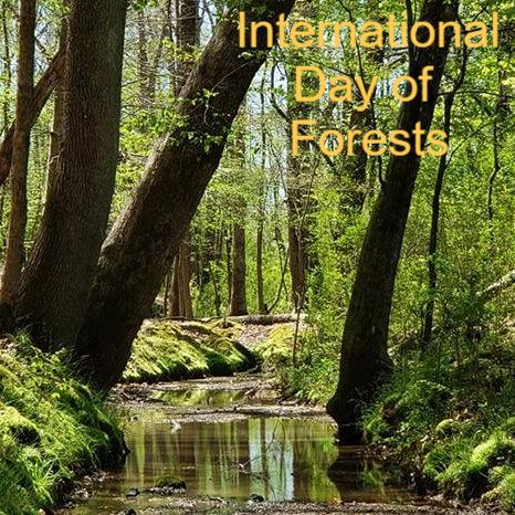 Today is International Day of Forests. Horseback riding in the woods is a great experience. In our 12 miles of trails, we have a variety. Bring your horse and ride for a day. #forests #ridinginthewoods #horseriding🐴 #protectforests🌲