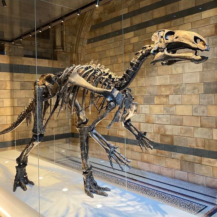 This Mantellisaurus specimen - currently housed in London's Natural History Museum - is one of the most complete skeletons of this species in the world!
Mantellisaurus was a genus of Iguanadontian dinosaur from what is now Belgium, England, Spain, and Germany.
Until 2007, this genus was believed to be a species of Iguanodon but was found to be more closely related to the sail-finned Ouranosaurus.
#mantellisaurus #mantellisaurusatherfieldensis #iguanadon #ouranosaurus #fossil #fossils #dinosaurs #dinosaursofinstagram #bones #skeleton #skeletons #palaentology #paleontology #naturalhistory #naturalhistorymuseum #naturalhistorymuseumlondon #londonnaturalhistorymuseum #nature #animals #reptiles #extinct #extinction #extinctanimals #museum #museumlove #museumcollection