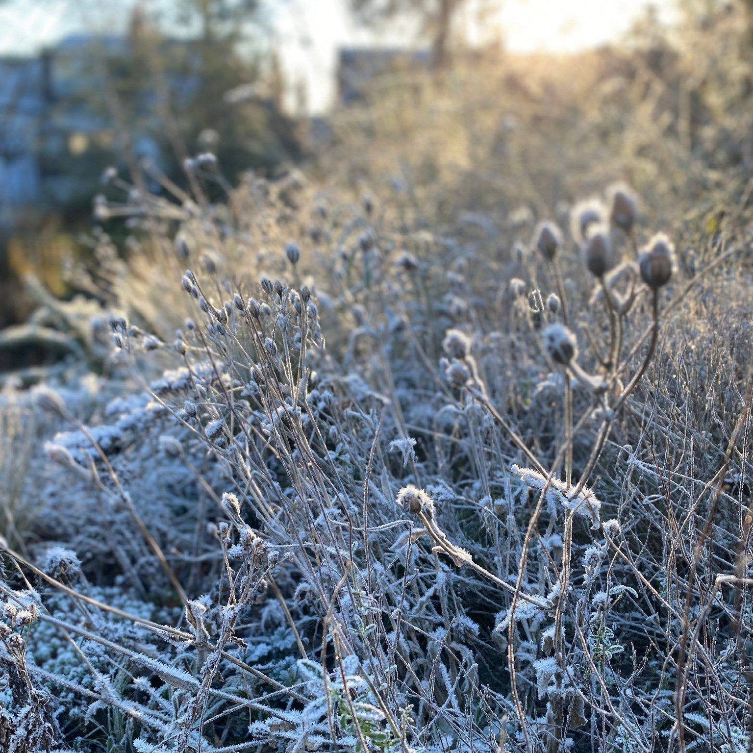It may be cold in the city garden this week, but the frost and January sunlight are a beautiful combination, rewarding those who venture outside #mygardentoday #wintergarden #winterplants #gardens #gardeninspiration #frost #citygardens #londongardens #tuliplandscapeslondon