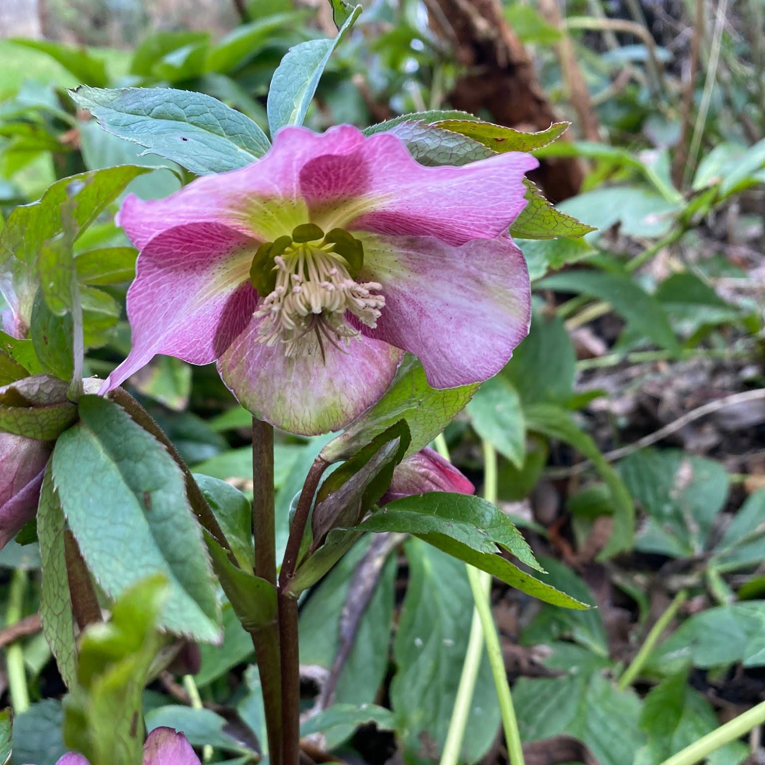 Hellebores in full bloom, and iris, snowdrops and crocus poking through under trees and in beds. Welcome signs that spring is on its way, seen across London over the last few days. #mygardentoday #londongardens #urbangardens #londonflowers #wintergarden #winterflowers #tuliplandscapeslondon #hellebores #snowdrops #crocus