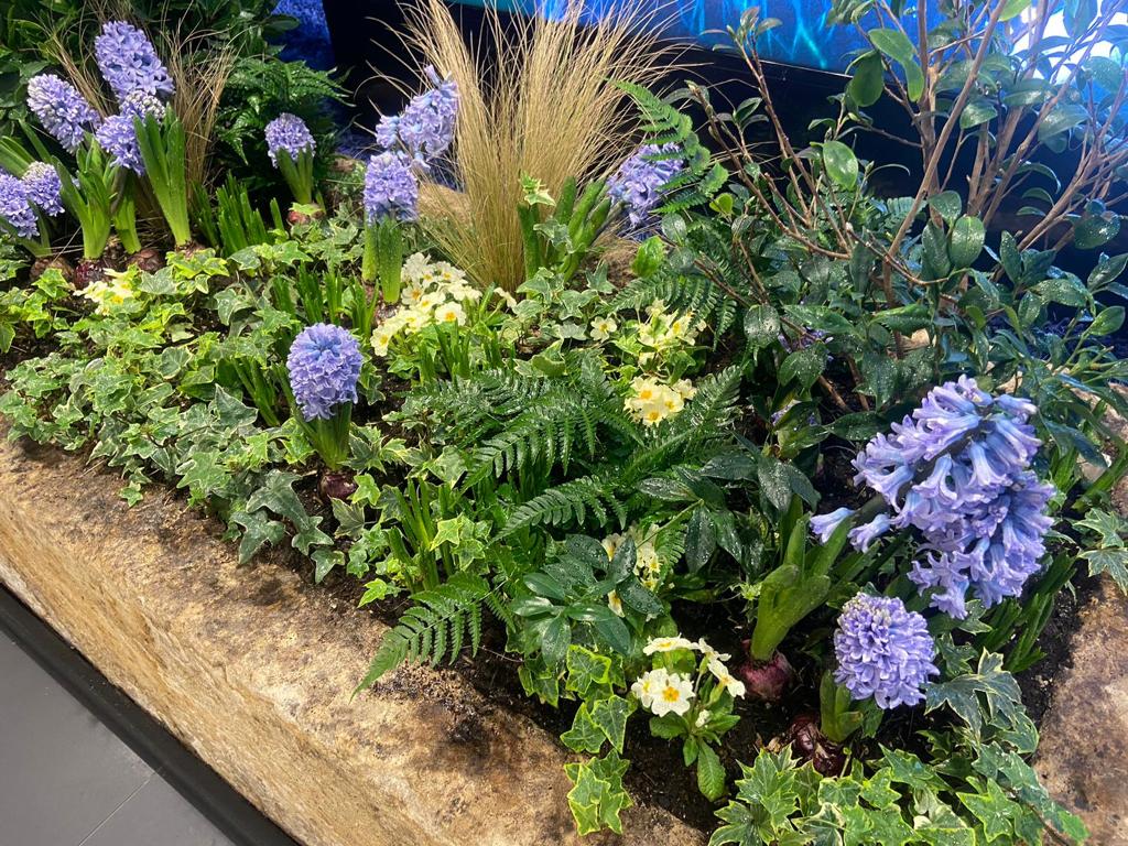 Hyacinth flowering among ferns, ivy and grasses, in our spring display at Jo Malone's London flagship store. #londongardens #hyacinth #bulbs #winterflowers #springflowers #londoninbloom #tuliplandscapeslondon