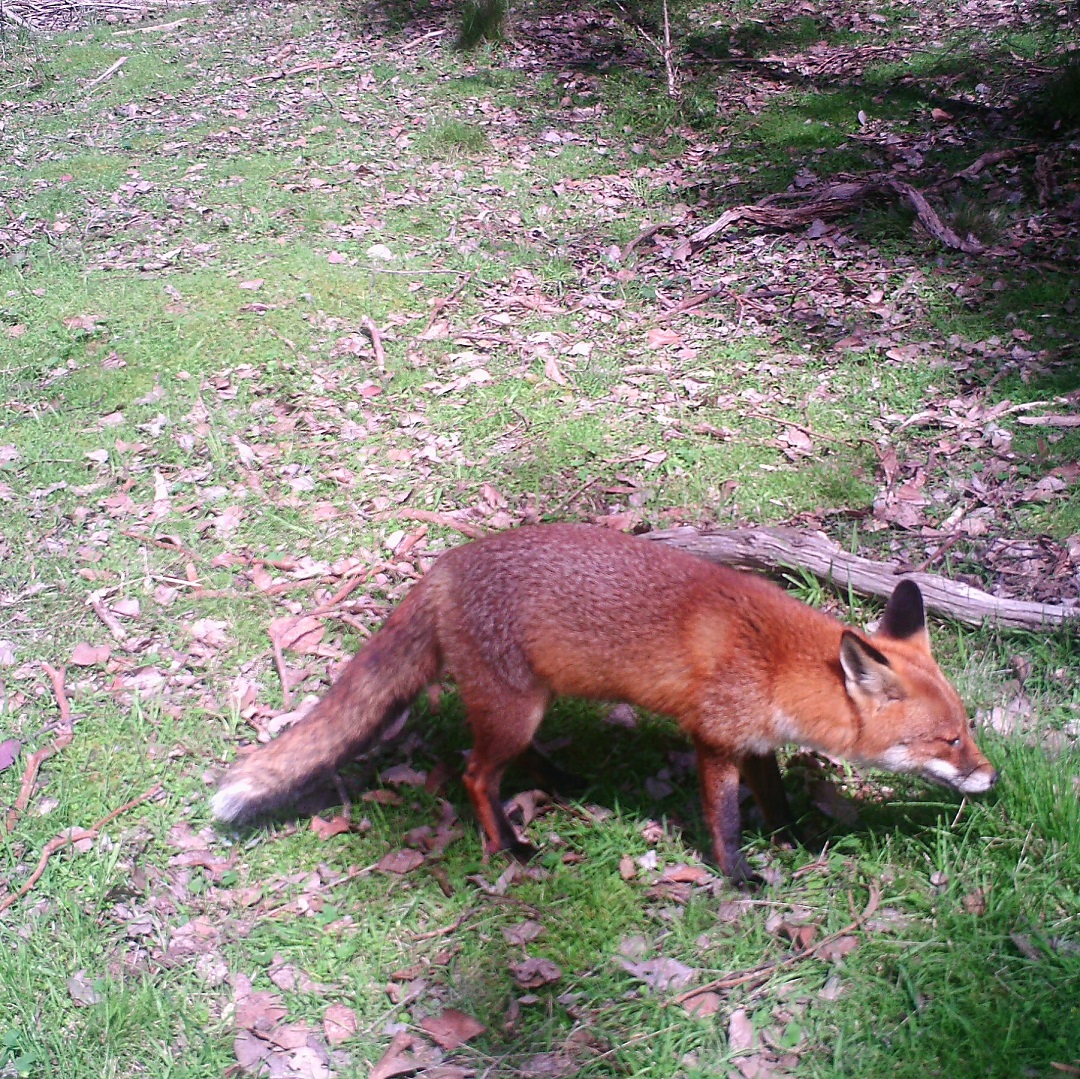 There are no guarantees when it comes to trapping foxes, but it helps to know what tempts them - KFC!
Read about our fox trapping adventures here: https://www.roundthebend.org.au/single-post/foxes-and-kfc
#roundthebendconservationcooperative