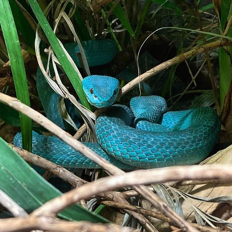 The White-Lipped Island Pit Viper is a small venomous species native to the Indonesian Islands.
They grow to around 80 centimetres in length but don’t let their small size fool you, although their venom rarely kills, it is hemorrhagic which can cause severe pain and lead to swelling and necrosis around the affected area as well as internal and external bleeding.
#whitelippedpitviper #whitelippedislandpitviper #pitviper #viper #snake #snakesofinstagram #pitvipers #snakes #reptiles #reptilesofinstagram #reptilesofinsta #animals #animalsofinstagram #chesterzoo #venom #venomous #venomoussnakes #venomoussnake #venomousreptiles #venomoussnakesofinstagram #venomousreptilesofinstagram #facts #interesting #interestingfacts #nature #naturalhistory #naturephotography #naturelovers #zoo #wildlifephotos