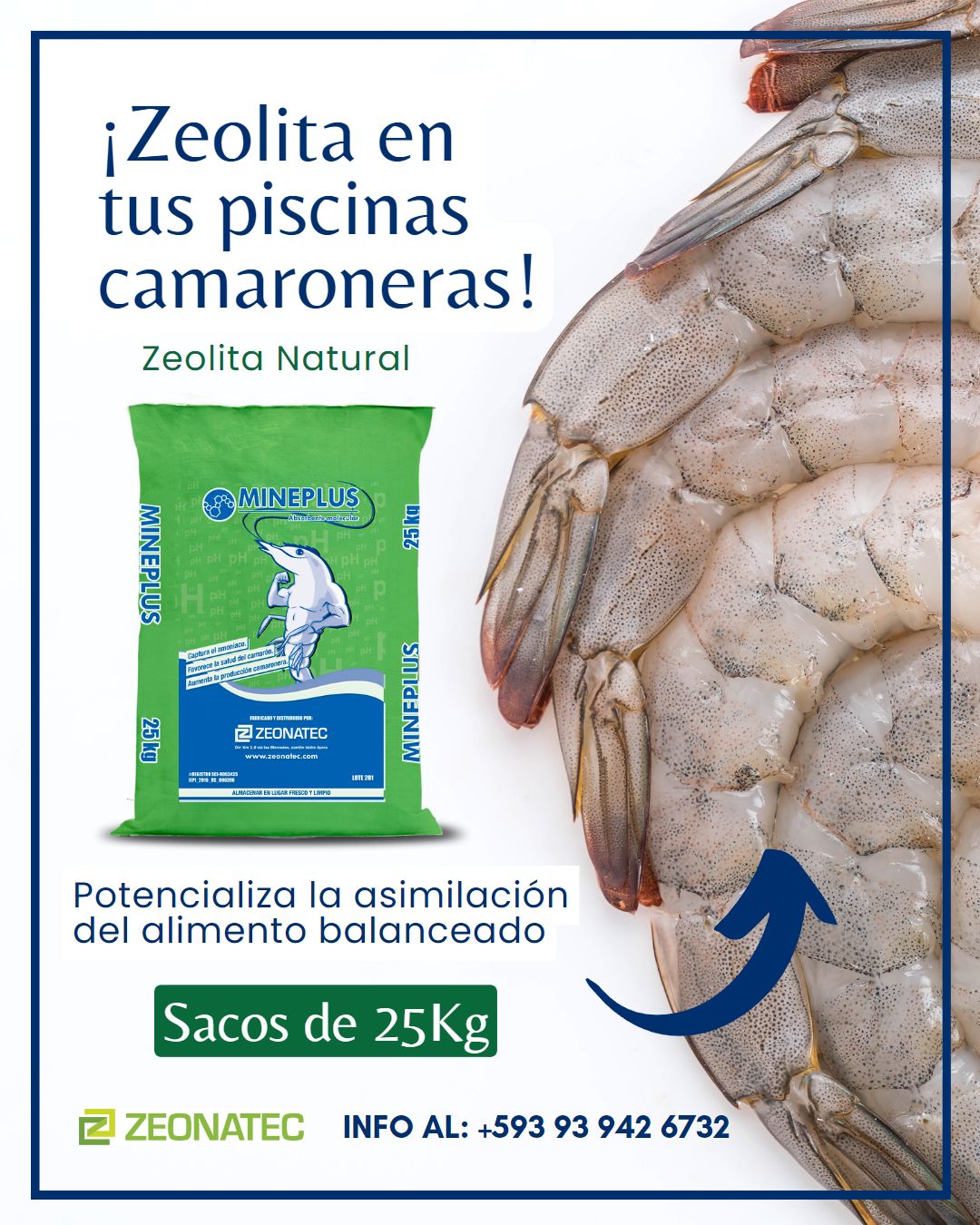 MINE-PLUS es la mejor opción para mantener la calidad del agua💧 en tus piscinas camaroneras🦐🦐... Es un absorbente de micotoxinas y aflatoxinas...
Más información: https://www.zeonatec.com/mine-plus
#piscinascamaroneras #produccionacuicola #cultivodecamaron #larvasdecamaron #Zeolita #camaroneras #Ecuador #guayaquil