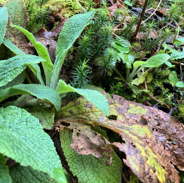Happy Earth Day!
#wildlife #wildlifephotography #wildlifeconservation #wildlifephotography #EarthDay #earthday #EarthDay2023 #nature #naturephotography #naturelovers #natureshots #plants #plantsofinstagram #plantsofinstagram #forest #forestphotography