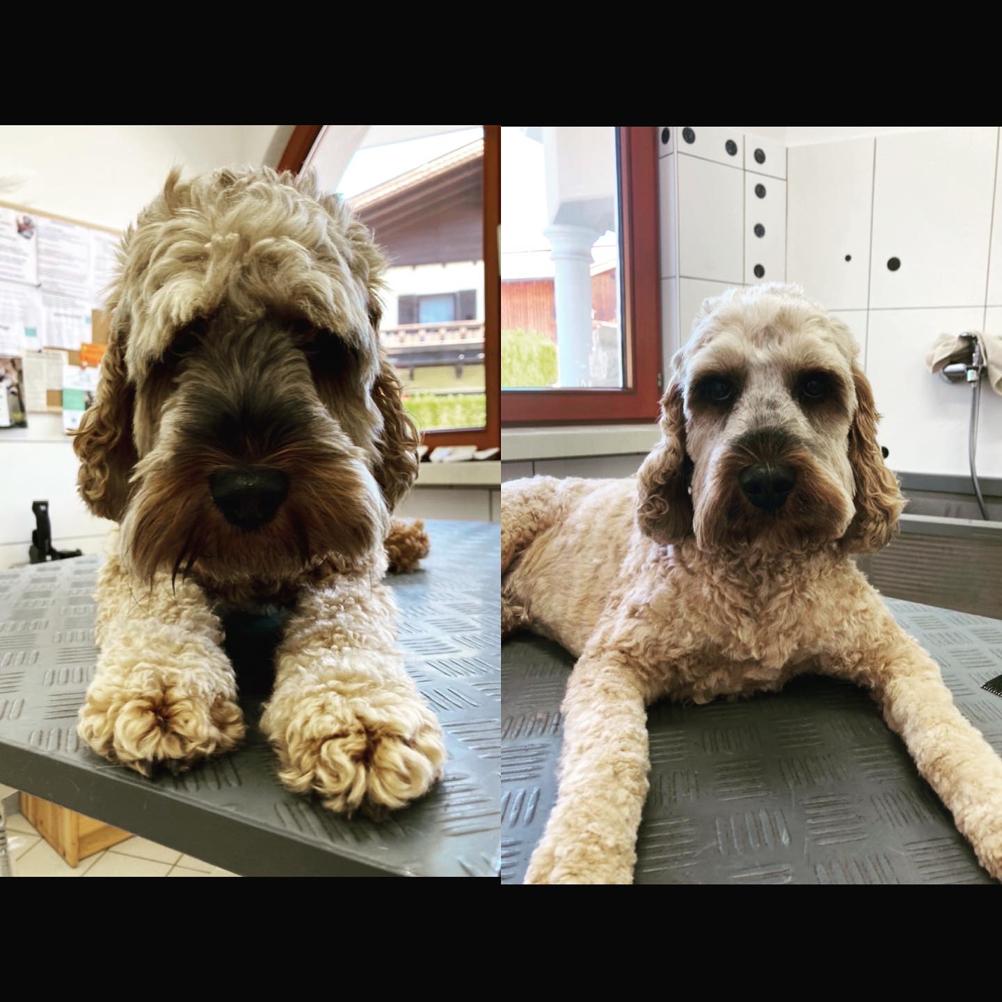 Emil der süße #cockerpoo bekam heute eine Sommerfrisur😍🥰
#vorhernachher 🦮✂️