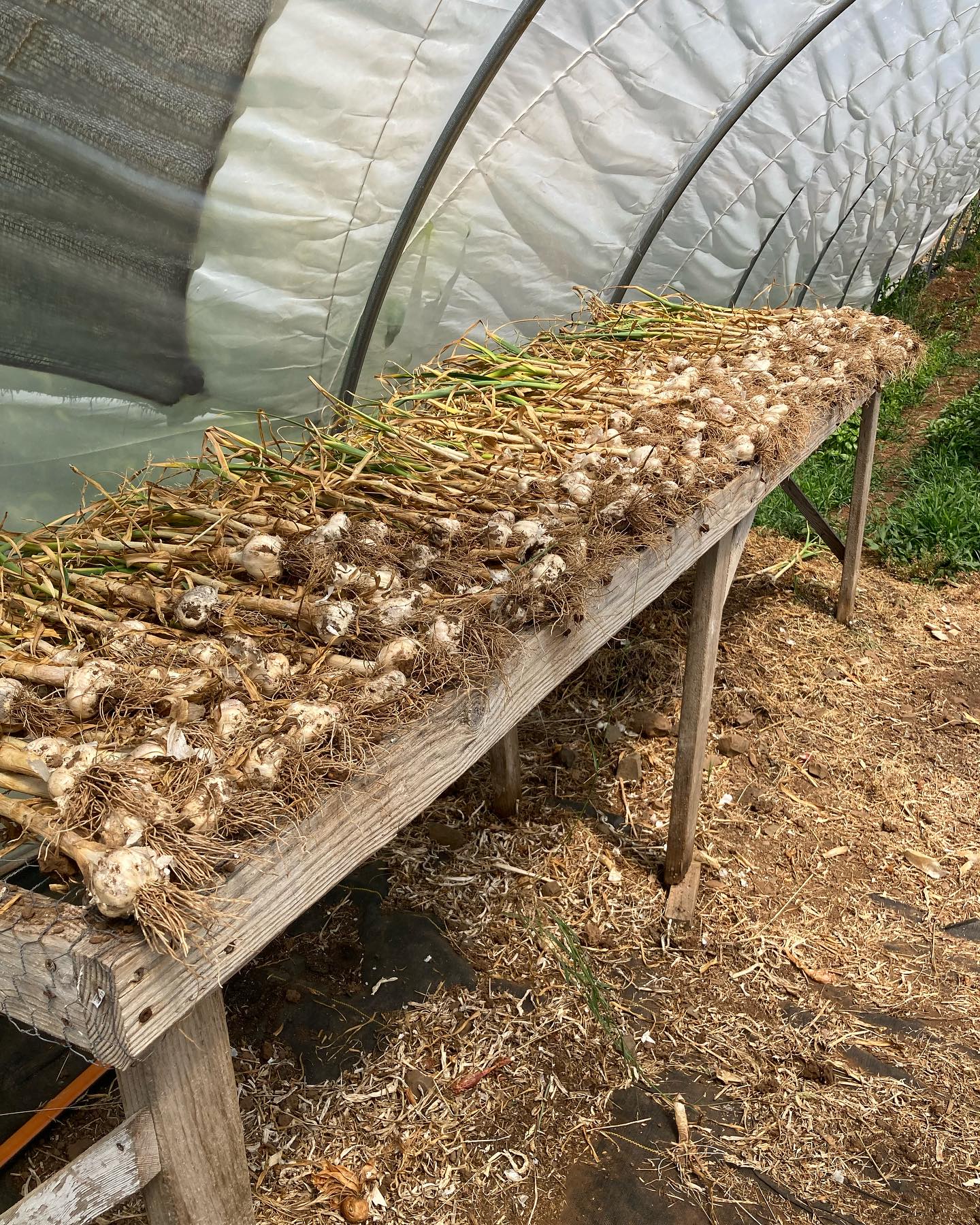 Some glimpses of July motion and growth. 1) part of the garlic harvest, now all in and curing down, 2)/3) Cucumbers and summer squash are rolling, 4)/5) a couple mole or gopher discoveries from yesterday - taking out squash and Napa cabbage, 6) lil chickens moved into their big coop! 7) goat snacks! 8) baby sparrows amongst the baby beets, 9) stocking up on dried herbs and flowers for winter markets!
