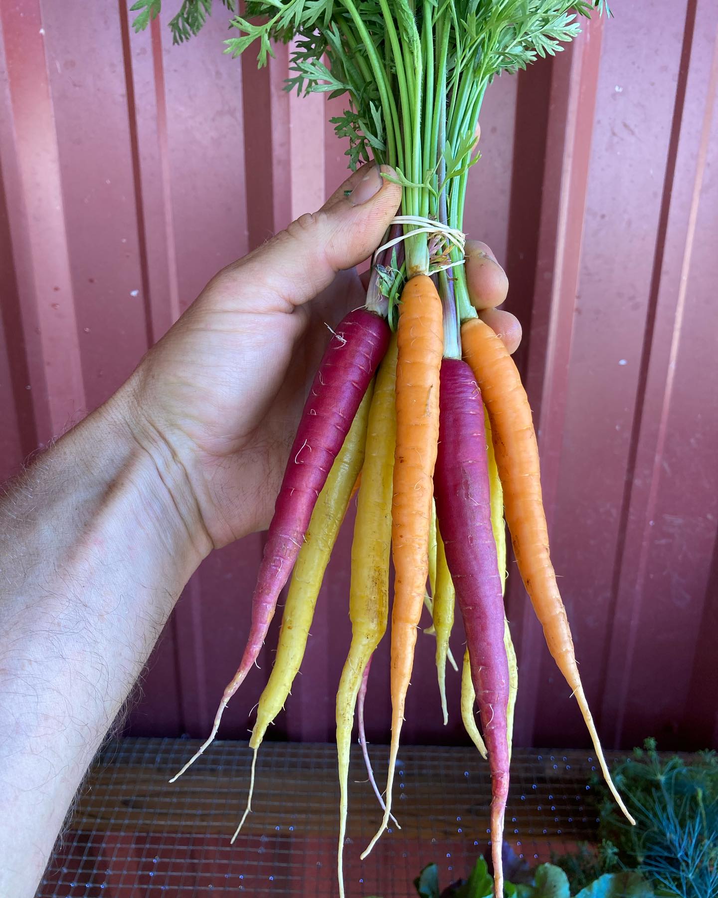 Its been a while! We’ve been busy trying to keep up with the weeds, regular harvest, and bed preparations. Jumping back in with a question for you along with a handful of late June photos. Moles and voles and gophers have been a huge issue this year - here we have some lovely rainbow carrots for our CSA and farmers market @silvertonfarmersmarket - I’d love for them to size up another week or two, but I hate to loose more to the rodents… What would you do? Either way, with the need for meticulous hand weeding, the economics of either decision are rough. We can’t help but stay positive and so grateful to be here growing food for you - can’t wait to see you at market tomorrow - Saturday 9:00-1:00!