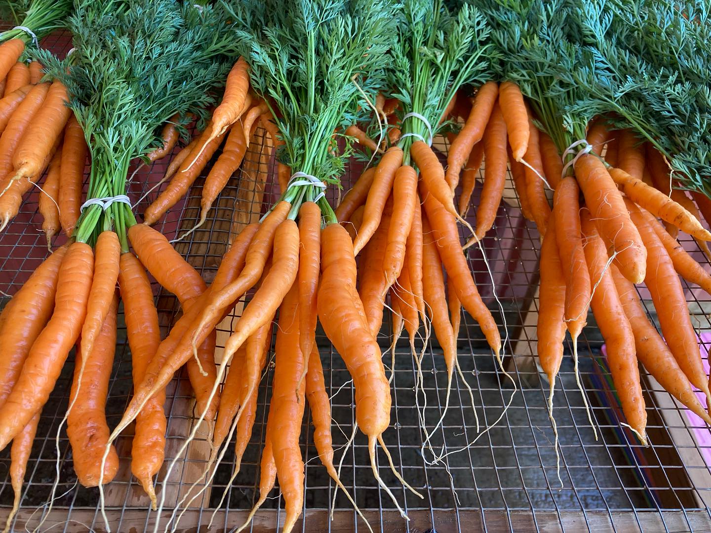 I wouldn’t say July is bringing abundance yet (except for weeds!) but there’s certainly sweetness and beauty and so much to celebrate. The first of the tomatoes, last of this round of carrots, beginnings of processing an amazing garlic crop, and enough damaged cabbage that we’ll likely be making kraut this weekend. Hope to see you at Silverton Market tomorrow 9:00 - 1:00! We’ll have delicious carrots, baby conical cabbage, kale, lots of beautiful summer squash, and amazing cucumbers.