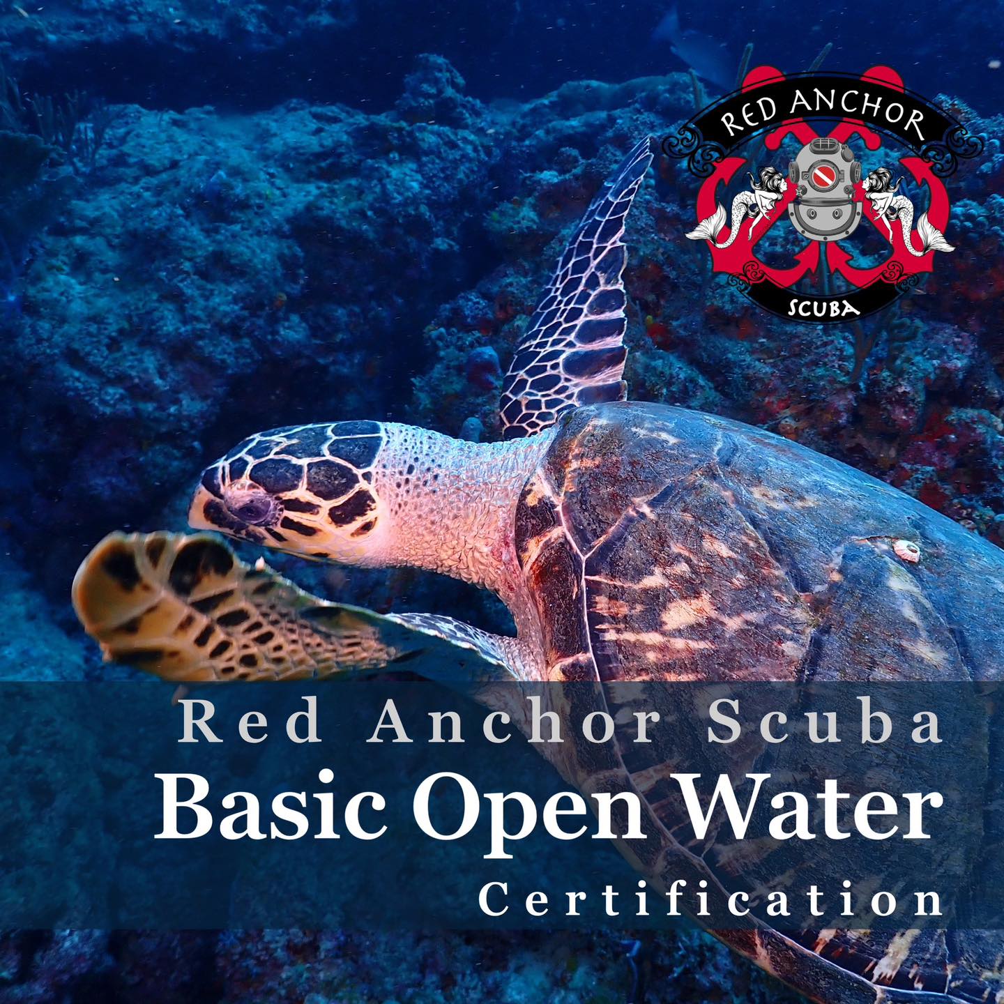 🤿 Basic Open Water training and certification! ELearning or face-to-face academics, Red Anchor Scuba provides a relaxed atmosphere, small class sizes, and expert training.