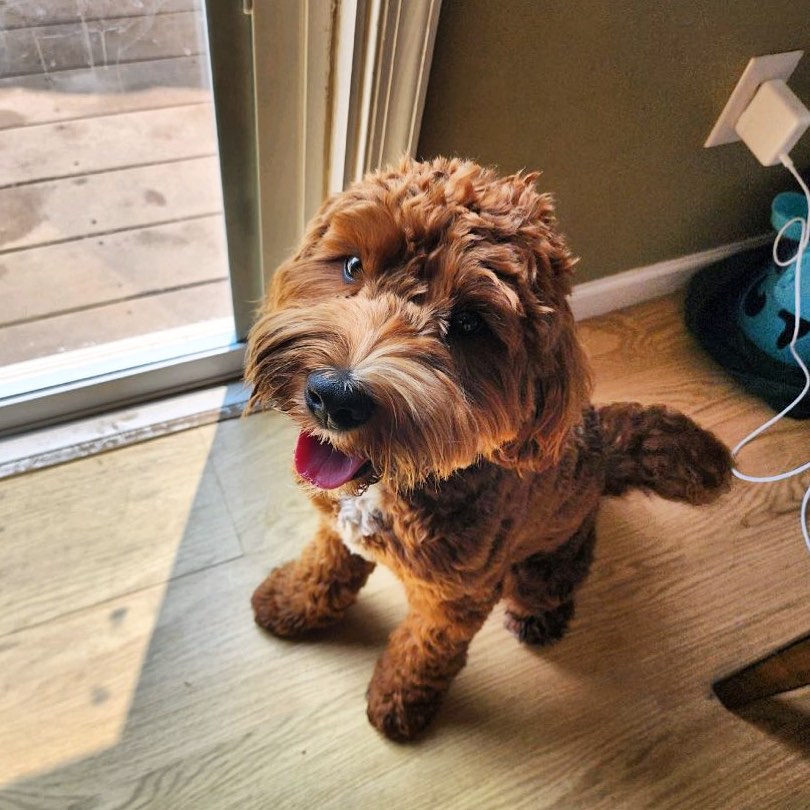 Little Sawyer ๐ฅน๐ฅน๐ฅน #minigoldendoodle #doodle #sawyer #soybean #cutestever