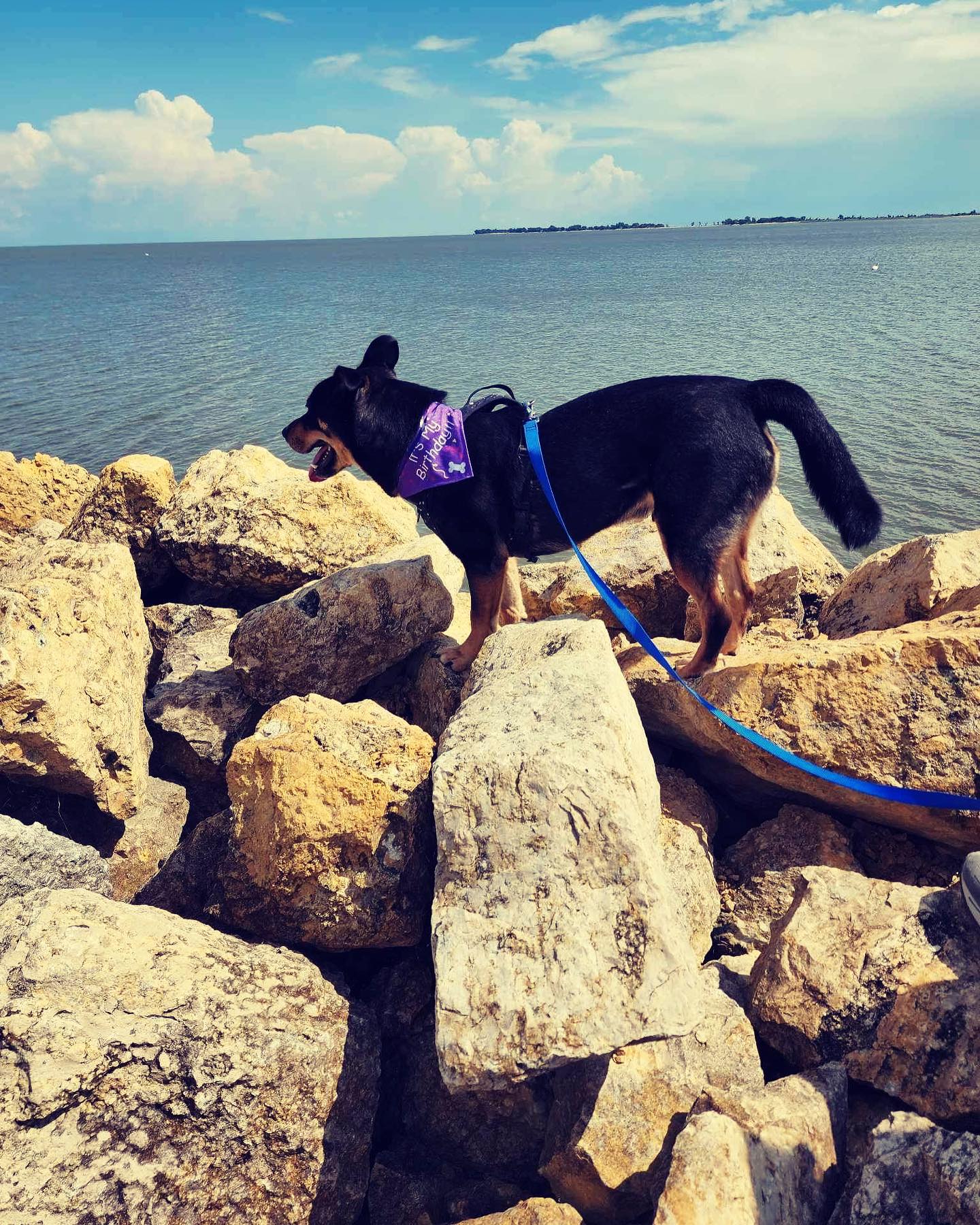 Celebrated Chester’s 3rd Birthday today out at Gimli and Winnipeg Beach. He absolutely loves the birthday cake ice cream 😂
