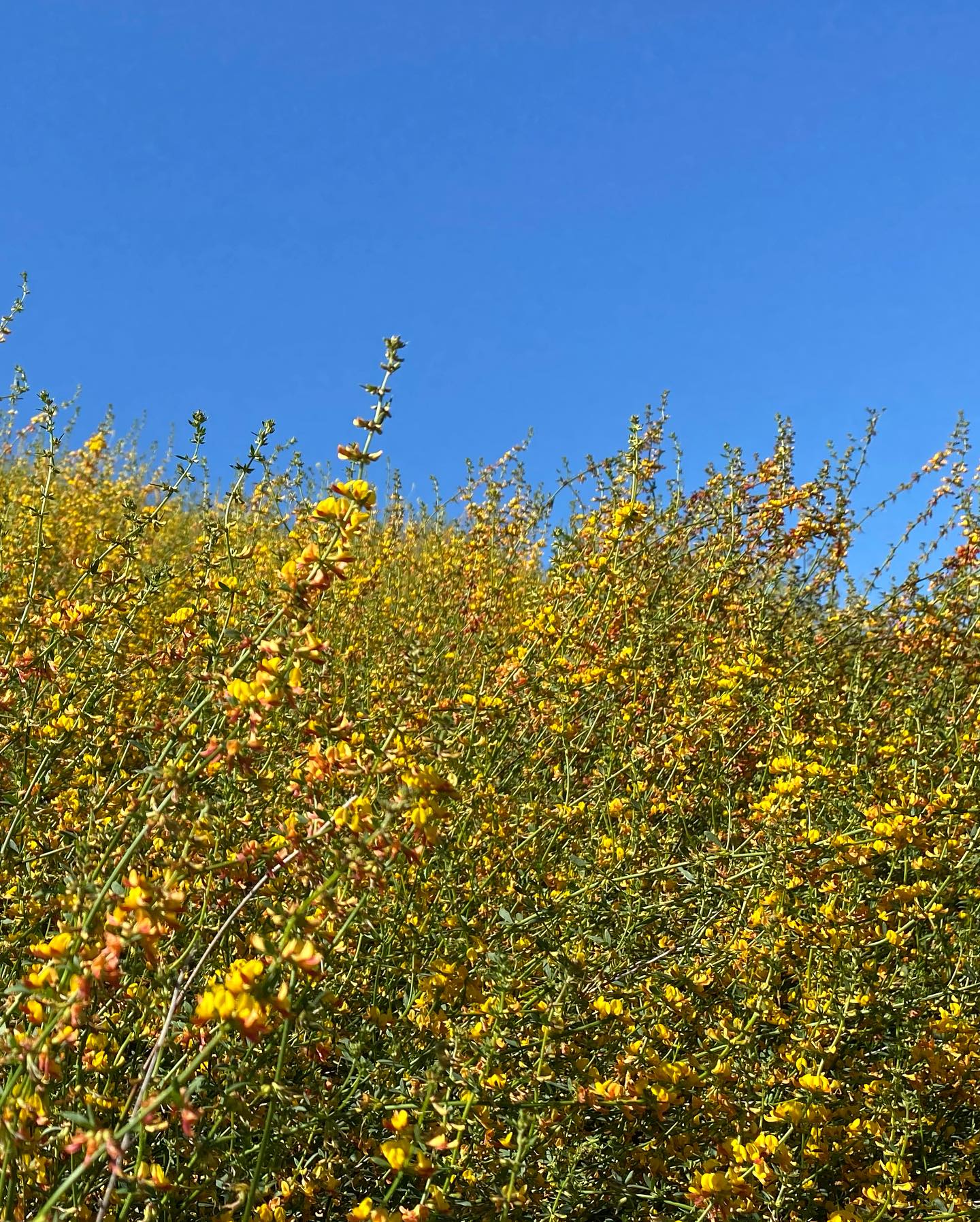 Letโs talk about a super undervalued plant who brings so much to our Southern California landscapes and pollinator species and that plant is Deerweed!
Acmispon glaber previously classified as Lotus scoparius is in the legume family and actually helps fix nitrogen in the soil for other plants to utilize. Nitrogen is critical for plants to grow and is often the first nutrient depleted from the soil. So not only do we have a bright, happy plant that helps build soil health, this plant is a rockstar for pollinators!
If you have a pollinator garden, you must grow Deerweed because this plant is the host plant for numerous moth and butterfly larvae species including Acmon Blue, Silvery Blue, Marine Blue, Harfordโs Sulphur, Orange Sulphur, Western Green Hairstreak, Dusywing, Funereal Duskywing and Chionodes braunella to name a few!
The nectar from their blossoms (flowering from March to August) feed native bees and other butterflies including the Chalcedon Checkerwing. Deerweed is super easy to grow and grows wild in a majority of California habitats. Will typically get to about 3 by 3ft and can be pruned back hard late summer for new growth the following season.
Please grow Deerweed, your pollinators will thank you for it!
๐ฑ๐ผ๐๐ฆโบ๏ธ
Available for special order through our website and/or app and at your local Moosa Creek Retail Nursery partners! ๐
๐ท: @goodbye_butterfly
#habitat #pollinatorgarden #pollinatorplants #californianativeplants #conservation #restoration #restorecalifornia #deerweed #acmisponglaber #butterflies #mothsofinstagram