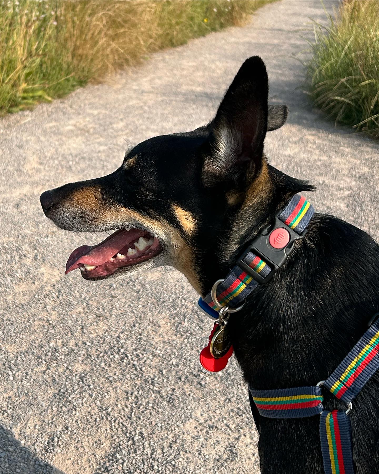 Relaxing riverside walk #dogwalkinglife