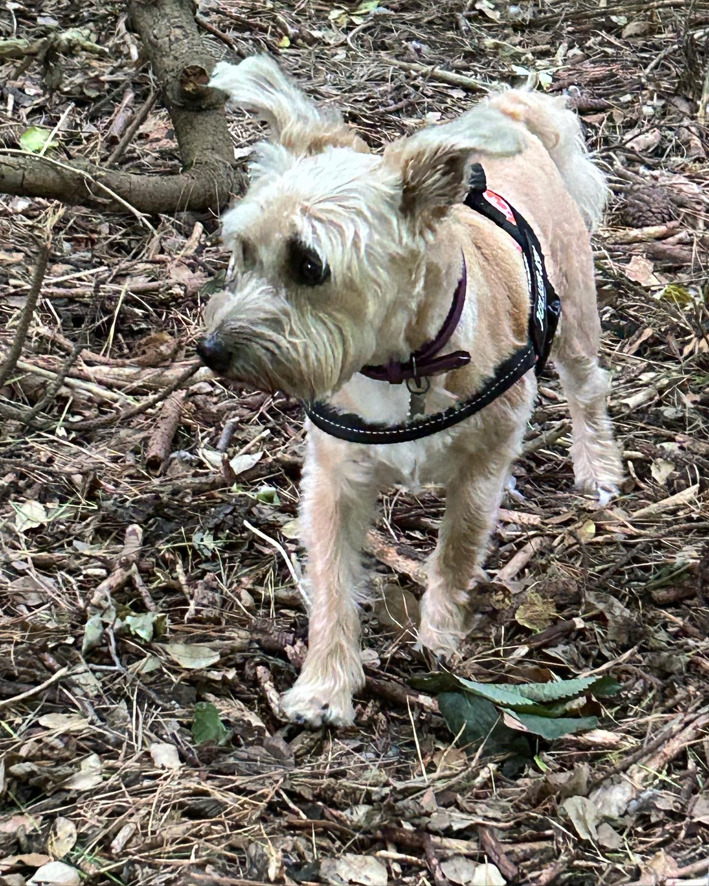 New haircut #exploring #dogwalkerlife #jackapoosofinstagram