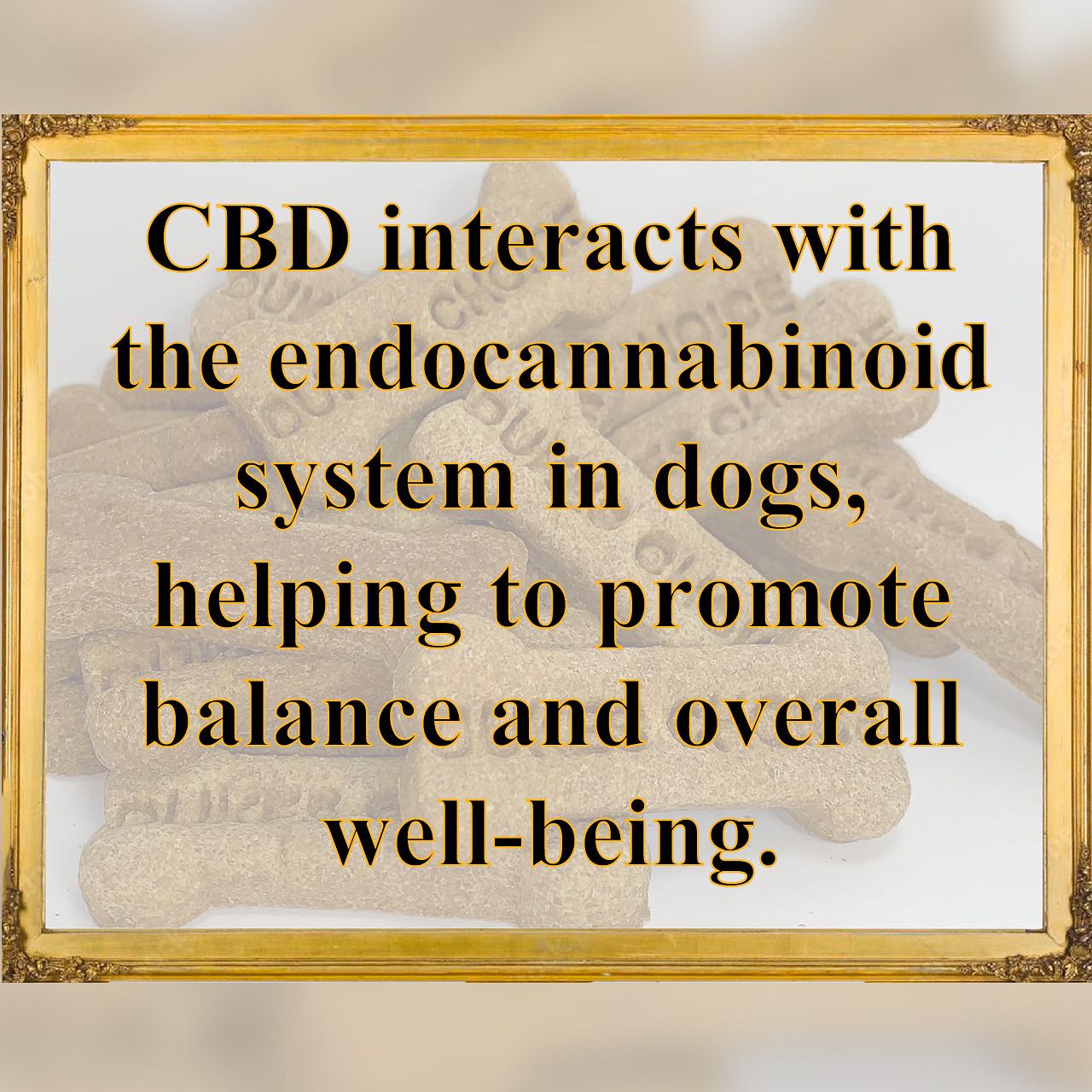 Have you tried CBD treats for your dog? Do you know how it works? Check out this fact!
#cbd #cbdfacts #dog #dogtreats #treats #cbdtreats