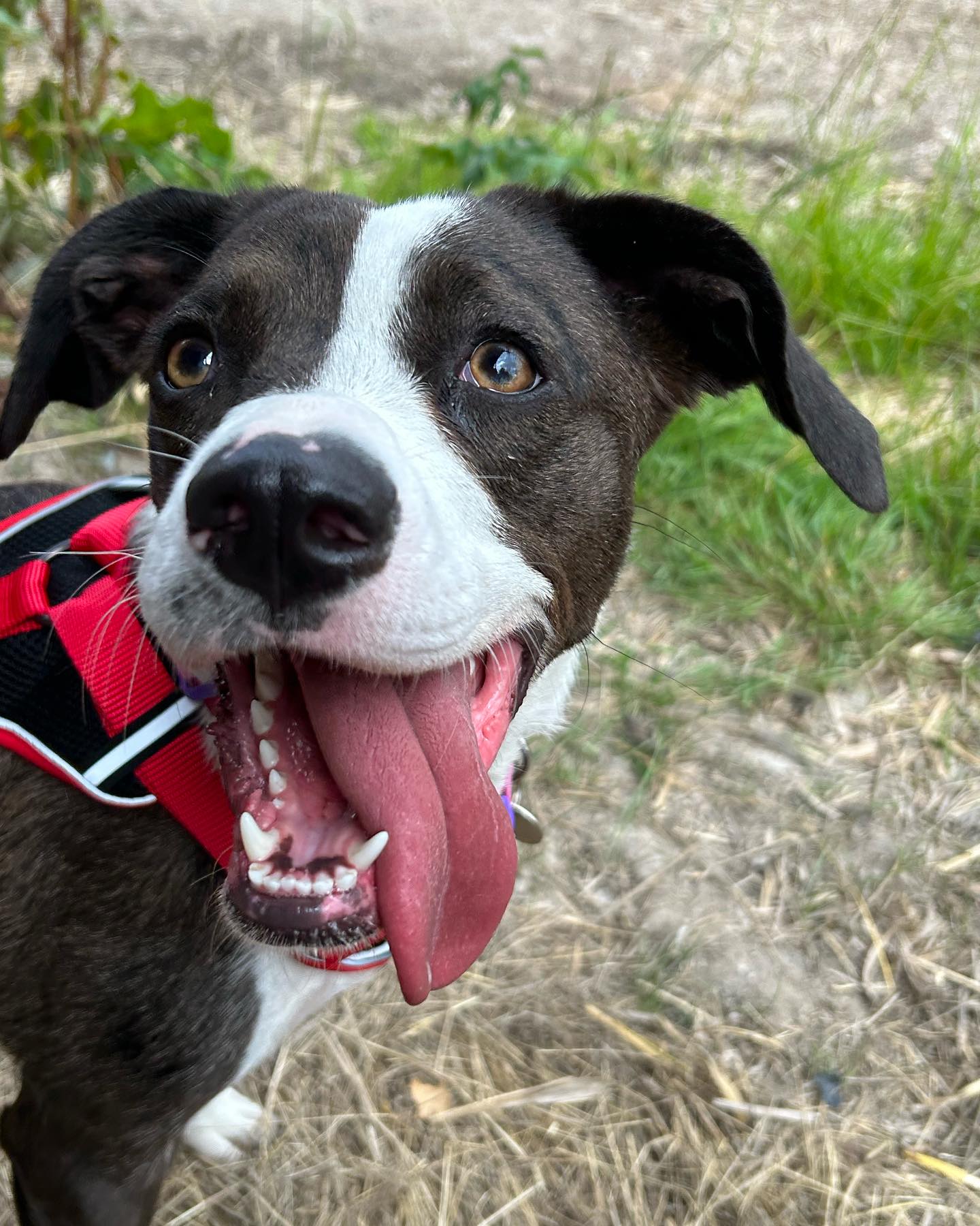 Happy face #dogwalkinglife #dogwalker