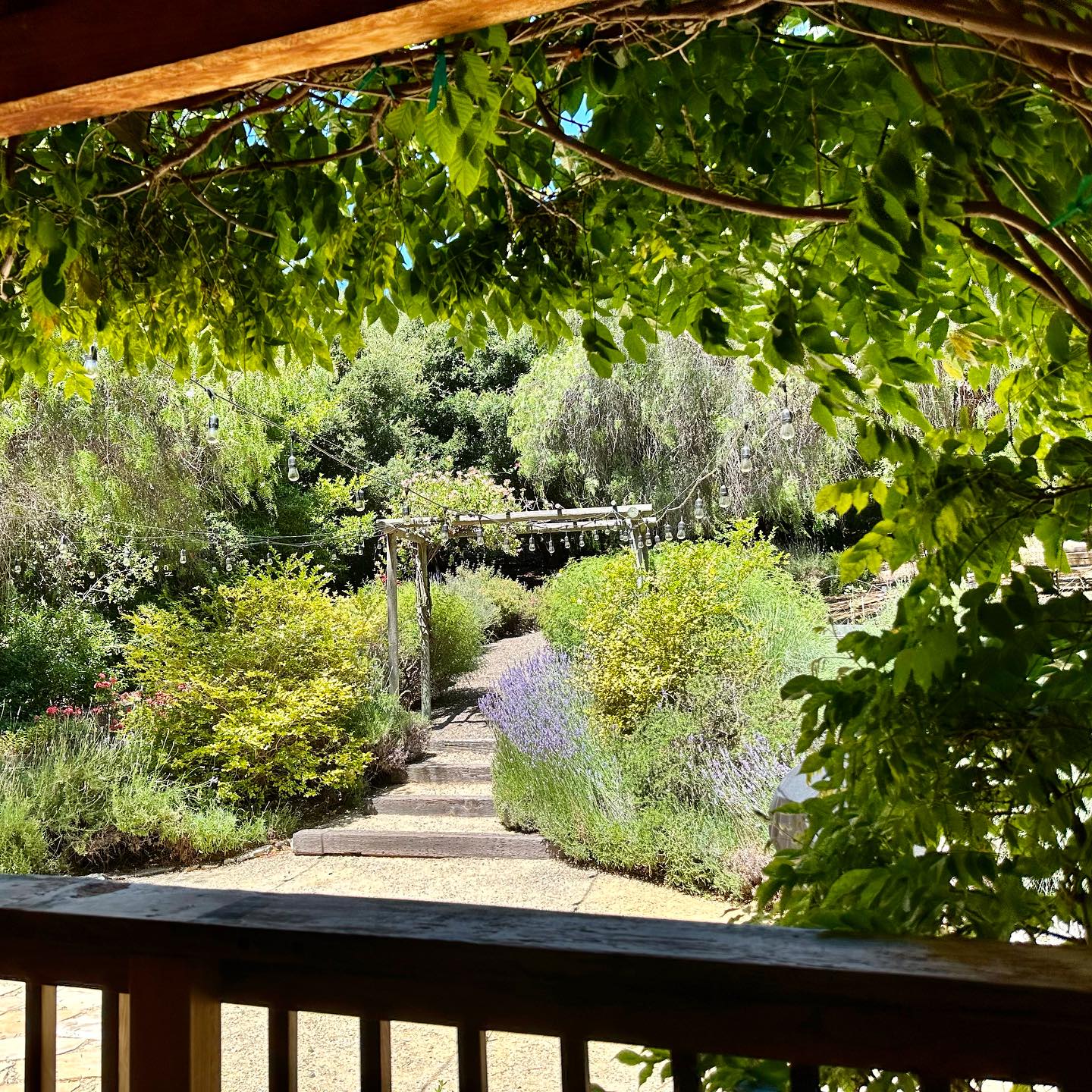 Sitting on the front porch and just looking at the garden, birds and butterflies is therapeutic.