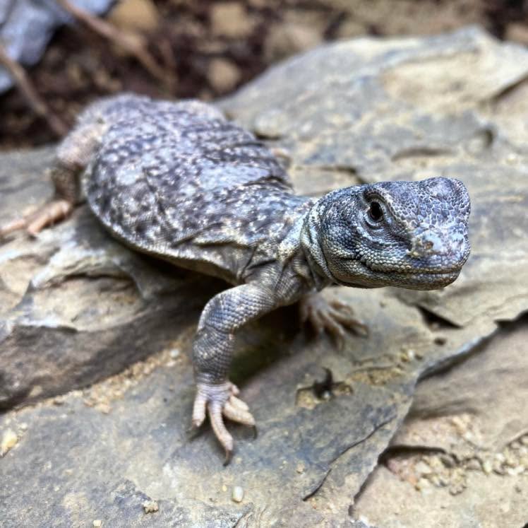 Did you know Uromastyxs (also known as Spiny-Tailed Lizards) are almost completely herbivorous when adults but their first meal after hatching usually consists of their mothers faeces?
They do this as it helps to establish a healthy digestive system to break down the tough plants which make up the rest of their diet.
Despite their herbivorous nature, some species such as the Mali Uromastyx (Uromastyx dispar maliensis) will eat insects when no other food is available.
#uromastyx #uromastyxofinstagram #uromastyxdispar #uromastyxdisparmaliensis #spinytailedlizard #spinytailed #lizard #lizards #lizardsofinstagram #reptile #reptilesofinstagram #reptilelove #reptilesofinsta #animals #animalsofinstagram #nature #naturelover #naturephotography #didyouknow #didyouknowfacts #interesting #naturalhistory #education #animaleducation #wow #nowyouknow #interestingfacts #reptileawareness