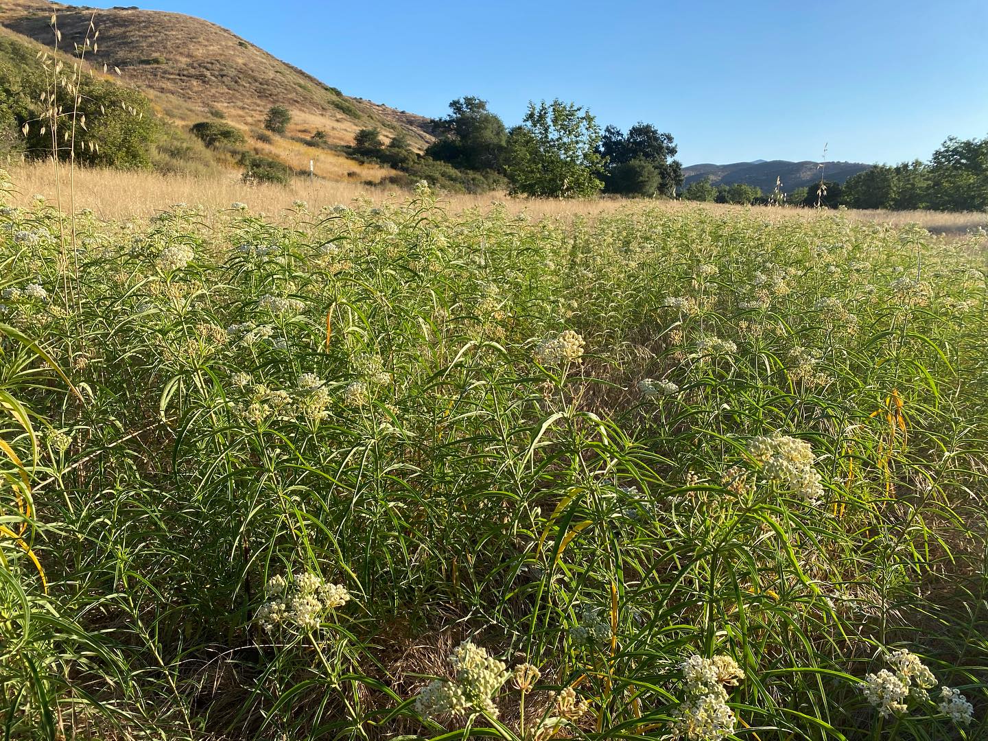 Beautiful, natural field of Asclepias fascicularis (Narrowleaf Milkweed)
๐๐ฑ๐ฆ
#gardengoals #naturesbeauty
#monarchmigration #canativemilkweed #growyourown #sandiegotreasures