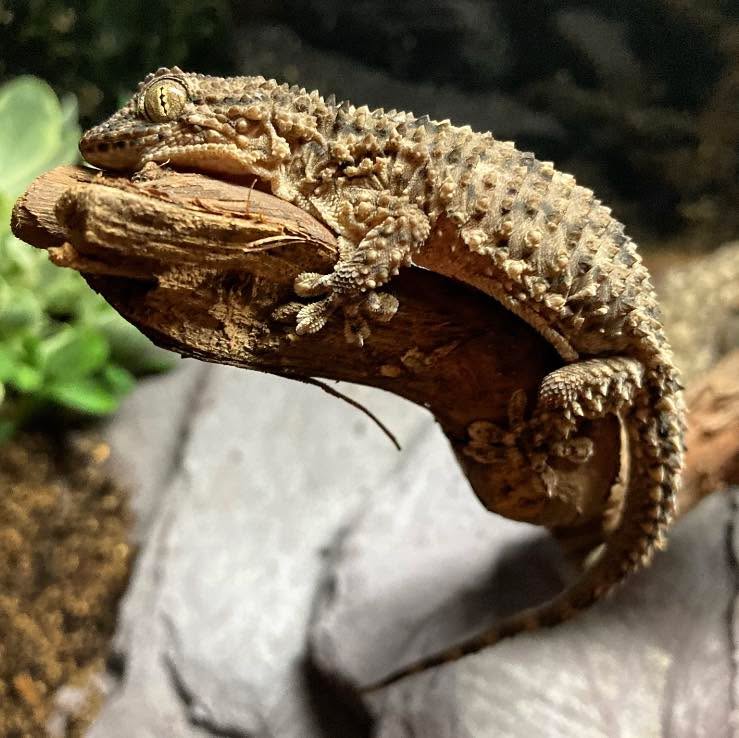 Moorish Geckos (Tarentola mauritanica) - also know as the Common Wall Gecko or Crocodile Gecko due to their spiked appearance - are a small species of lizard native to the western Mediterranean region of North Africa and Europe.
These small geckos can often be found living alongside humans as a form of pest control as their diet consists largely of invertebrates.
#moorishgecko #moorishgeckos #commonwallgecko #commonwallgeckos #crocodilegecko #tarentola #tarentolamauritanica #gecko #geckos #geckogram #lizards #lizardofinstagram #reptiles #reptilesofinstagram #reptilesofinsta #animals #animalsofinstagram #exoticanimals #exoticanimal #exoticanimalsofinstagram #education #animaleducation #wow #nowyouknow #interestingfacts #interesting #facts #didyouknow #naturalhistory