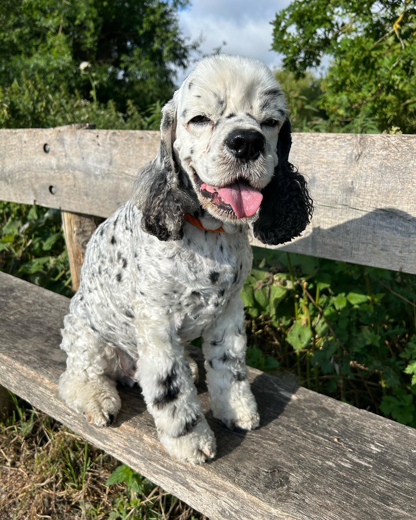 Loving the walks with furry friends this morning! #dogwalkinglife #dogwalker