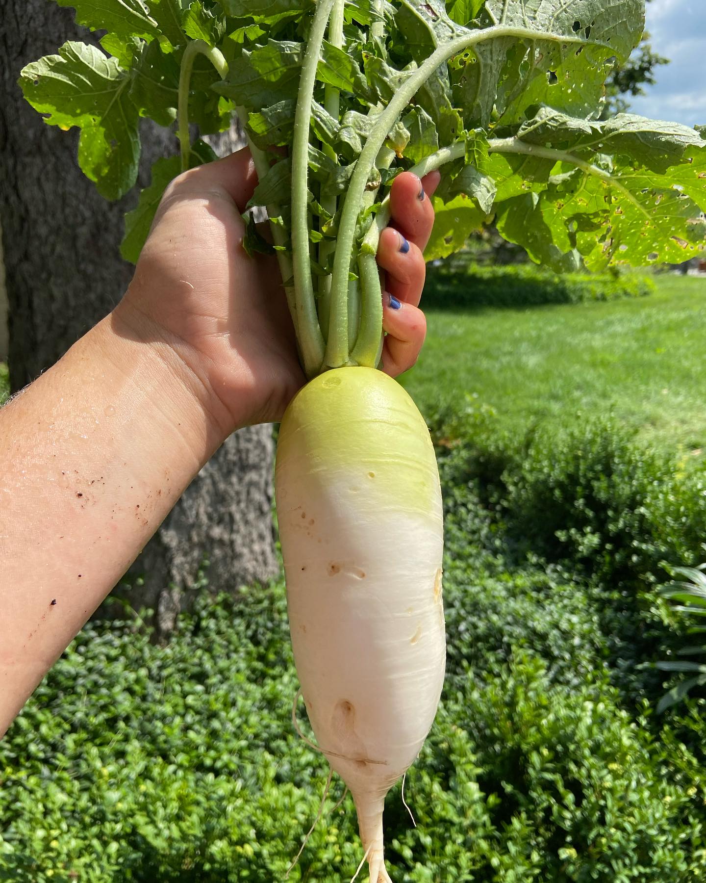 These daikon radishes want to come home with you!
Find them at the elora farmers market tomorrow!