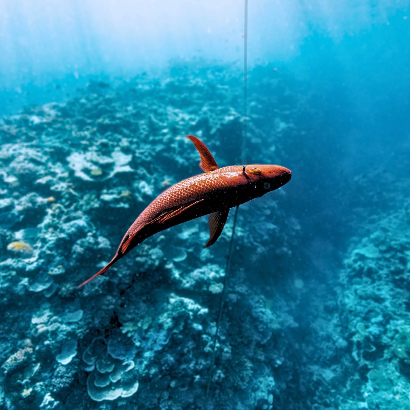 Up close and personal! Here’s to your perfect shot this weekend #FloatYourFish
•
•
#spearo #spearos #spearfishing #fish #oceanlife #speargun #spearfishing_international #spearguns #spearolife