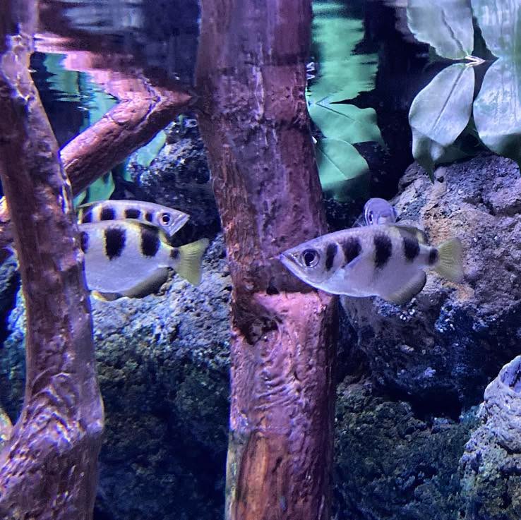 The Banded Archer Fish (Toxotes jaculatrix) has a very unique way of hunting for its prey.
These fish are able to shoot prey out of low hanging branches with a jet of water up to 3 meters away! They are then able to reach their prey within 50 milliseconds of it hitting the water.
#bandedarcherfish #bandedarcherfishofinstagram #archerfish #archerfishofinstagram #taxotes #taxotesjaculatrix #fish #tropicalfish #tropicalfishofinstagram #brackishfish #aquaticlife #aquariums #aquariumsofinstagram #fish #fishofinstagram #londonaquarium #londonaquariumsealife #naturephotography #nature #naturelover #natureaquarium #animals #animalsofinstagram #animalslover