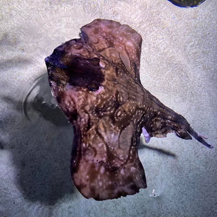 Did you know the Undulate Ray (Raja undulata) can be found off the coast of England?
These large fish can grow up to a metre in length, typically weigh about 4.5 kilograms when fully grown, and can live for more than 20 years!
Unfortunately they’re currently considered endangered on the IUCN Red List due to overfishing but can commonly be found in abundance on the eastern side of the English Channel and around the north-west of Ireland.
#undulateray #rajaundulata #ray #fish #ocean #oceanlife #oceanconservation #sea #sealife #sealovers #animals #animalsofinstagram #animalslover #aquarium #aquariumfish #aquariumlife #aquariumsofinstagram #nature #naturelovers #naturalhistory #sealifelondon #sealifeaquarium #sealifecentre #education #animaleducation #wow #nowyouknow #interestingfacts #facts #didyouknow