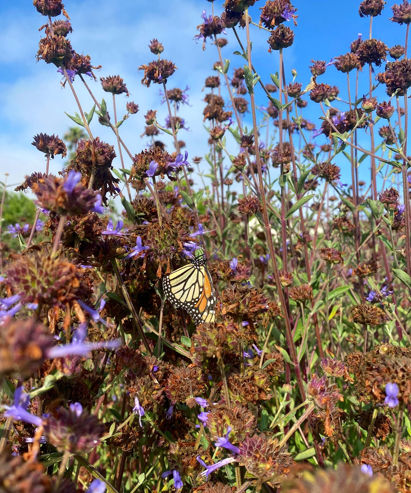 Monarch butterfly and pollinator Habitat Garden Checklist:
- Flowering Nectar plants for adult butterflies
โข Yarrow โข Sages โข Gumplant โข Baccharis โข Monardella โข Goldenrod โข Desert Willow โข Seaside Daisyโข Diversity is key!
- CA native milkweed: food for the hungry, growing caterpillars
- Water: shallow spot to drink from
- Shelter: coverage from predators (tall grasses and wildflowers)
We have everything you need to start and/or maintain your monarch butterfly and pollinator garden.
***We never use pesticides on our milkweed. A common garden pest you will find feeding on milkweed are Yellow Aphids. We suggest spritzing them off with a medium flow of water and/or wiping them off with a wet paper towel.
#monarchbutterfly #monarchmigration2023 #pollinatorhabitat #pollinatorgardening #canativemilkweed