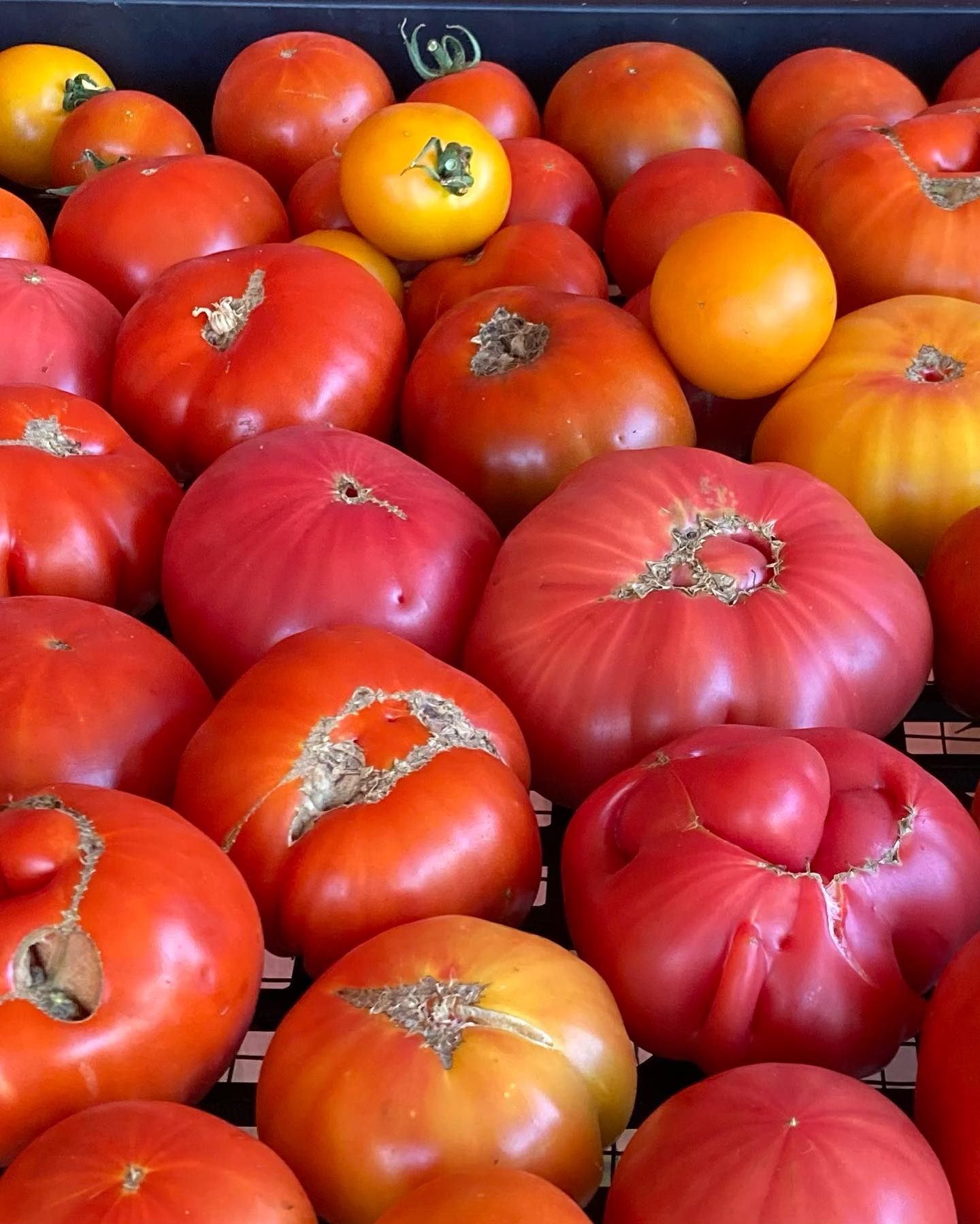 Summertime tomato time! We have so many beautiful heirloom slicers! Hope to see you at market tomorrow!