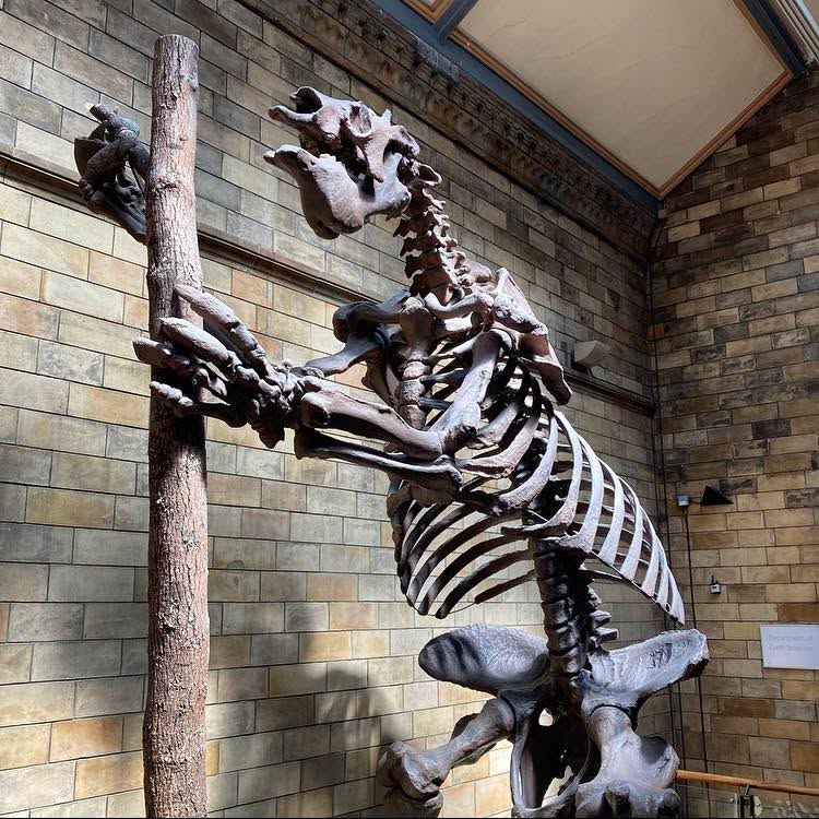Did you know humans and Giant Ground Sloths (Megatherium americanum) lived together in South America and humans likely played a large role in this beasts extinction around 12,000 years ago?
Many experts cite the rapidly expanding population of human hunters in the area as one of the main causes in the extinction of Megatherium. A number of bones from this animal have been found amongst human artefacts and some specimens bear cut marks likely made using tools.
#megatherium #megatheriumamericanum #giantgroundsloth #giantgroundsloths #giantgroundslothsofinstagram #sloth #slothsofinstagram #groundsloth #groundsloths #groundslothfossil #groundslothskeleton #fossil #fossils #fossilsofinstagram #naturalhistory #naturalhistorymuseum #naturalhistorymuseumlondon #naturalhistorycollection #nature #animals #animalsofinstagram #mammals #mammalsofinstagram #extinct #extinctanimals #extinction #southamerica