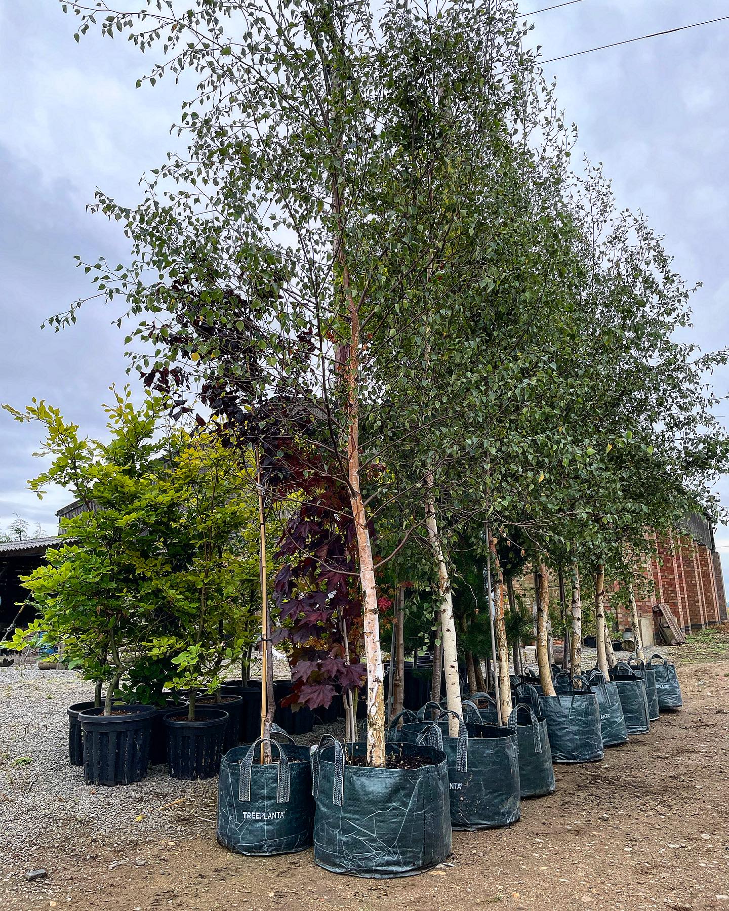 Trees out for delivery 🚚 These are heading to a prestige residential housing development project in Nottingham @wearetaynton #lanscaping #newhomes #treeplanting