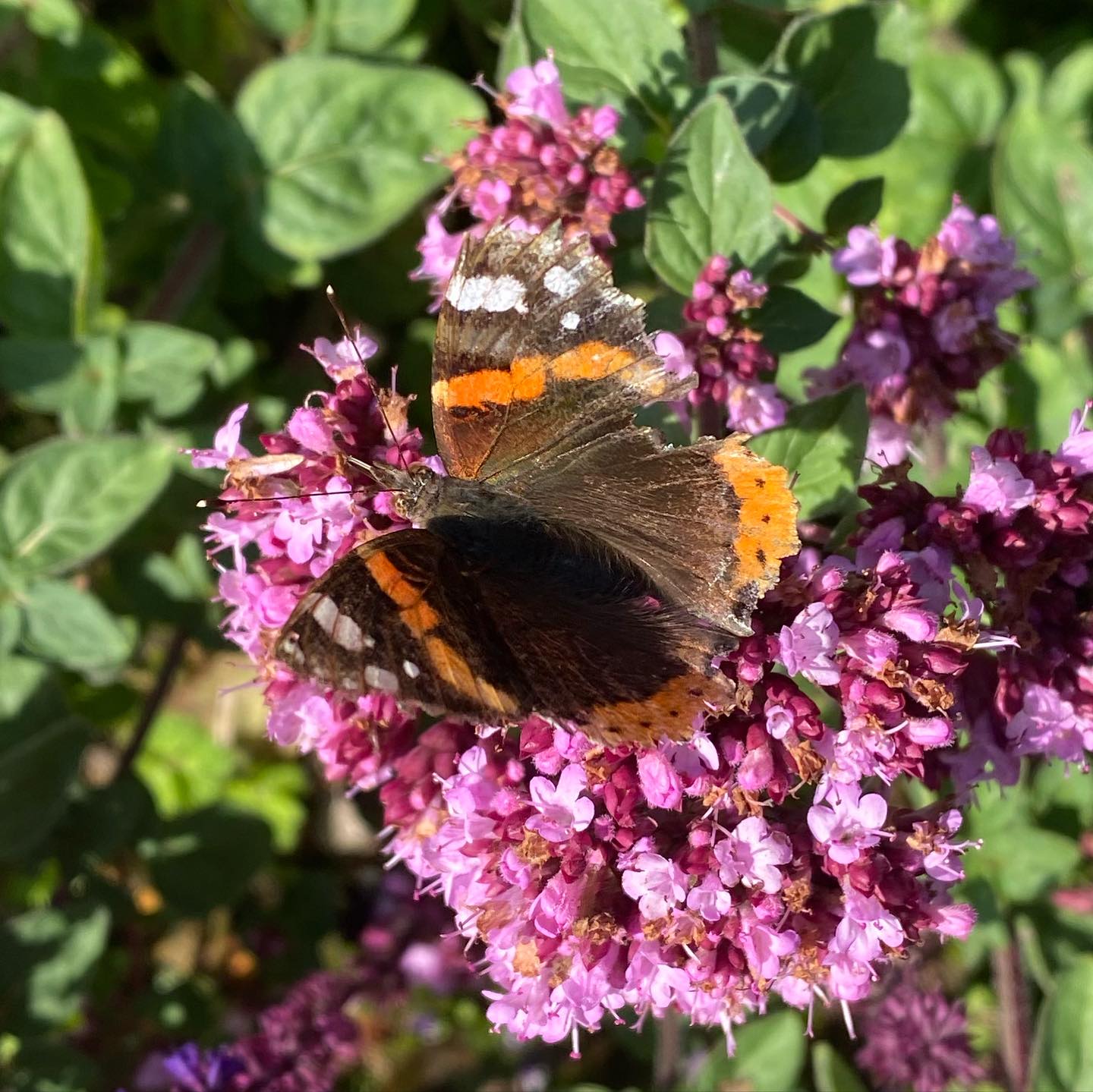 Despite the damp grey weather there butterflies are out in force. Such a joy to see so many in one day in one garden. Make your garden a nectar haven for all our insects. Makes my heart sing to see so many 🦋💚. #britishbutterflies #gardennectar #julygarden #plantingforpollinators #fiboylegardendesign