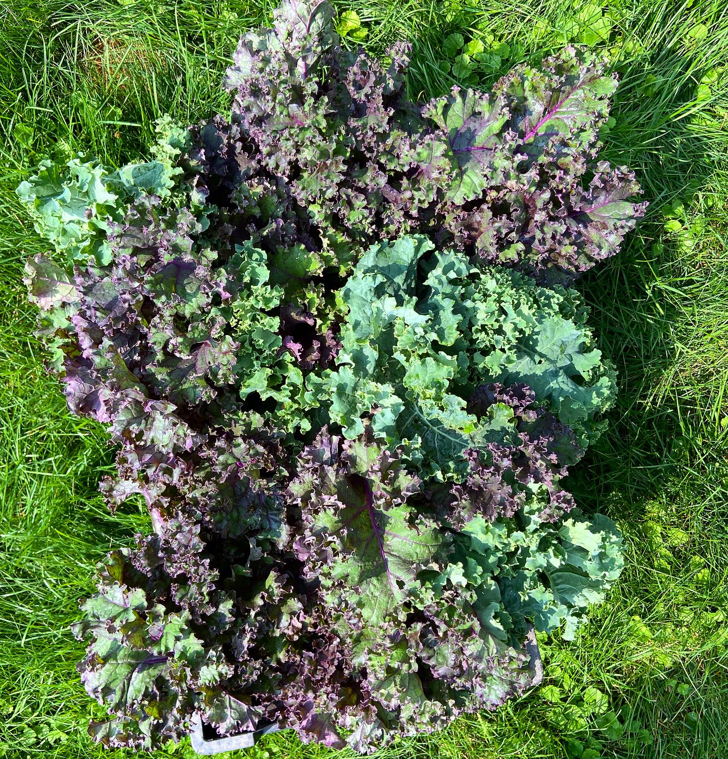 Oh hello kale! What do you like to do with your kale?