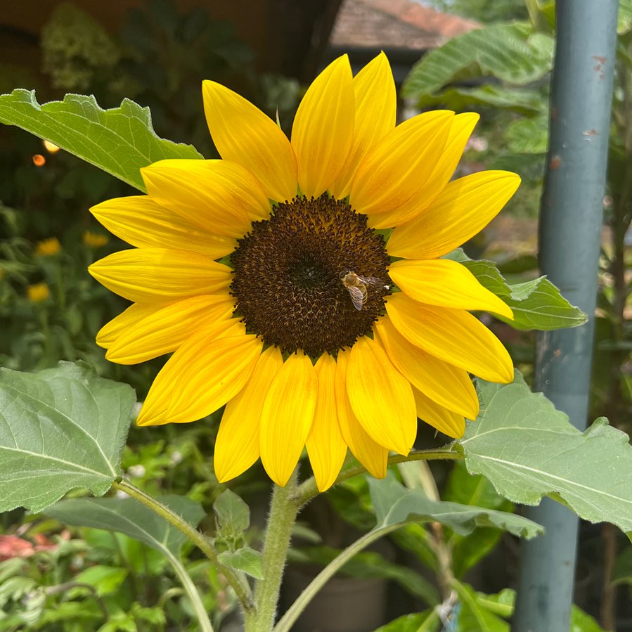 Hello, sunshine and sunflowers 🌻🌞
The wait is over, and the sun has spoken – summer is finally here! ☀️🎉 It's time for endless adventures, lazy days, and making memories that will warm our hearts all year long. 🏖️💕 Embrace the sunshine ( and the occasional drizzle 😁 ), feel the gentle breeze, and let the magic of summer begin! ✨😎🌻🌊
#hellosummer 
#summer2023 
#sunshineandsmiles