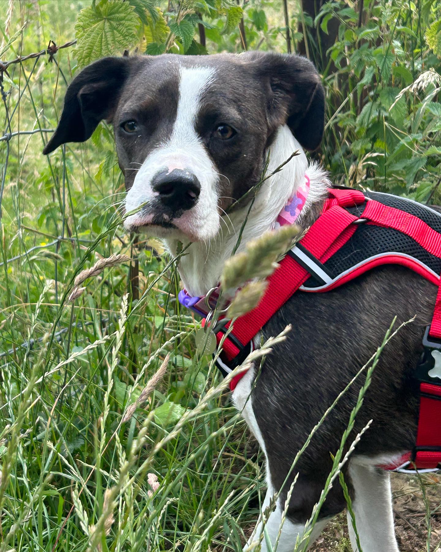 A fun week of walks with these boys and girls 🐶#dogwalkinglife #dogwalker